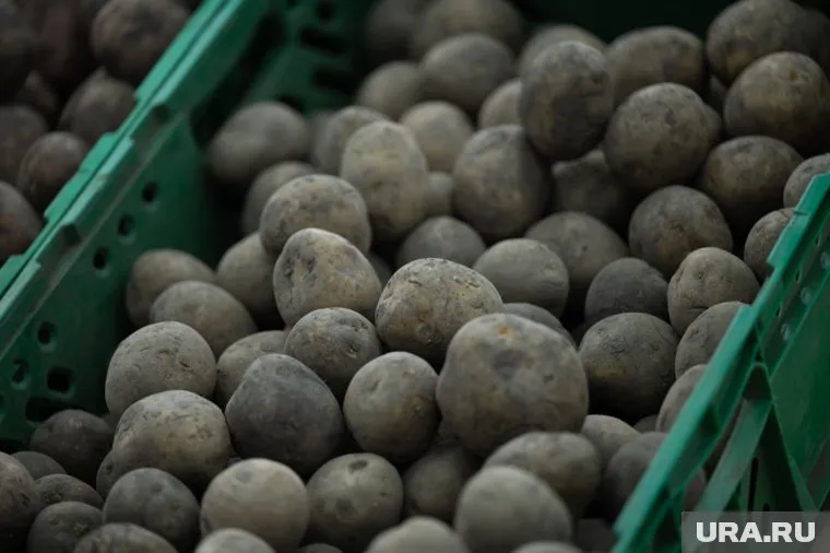 За год картофель подорожал на 31%