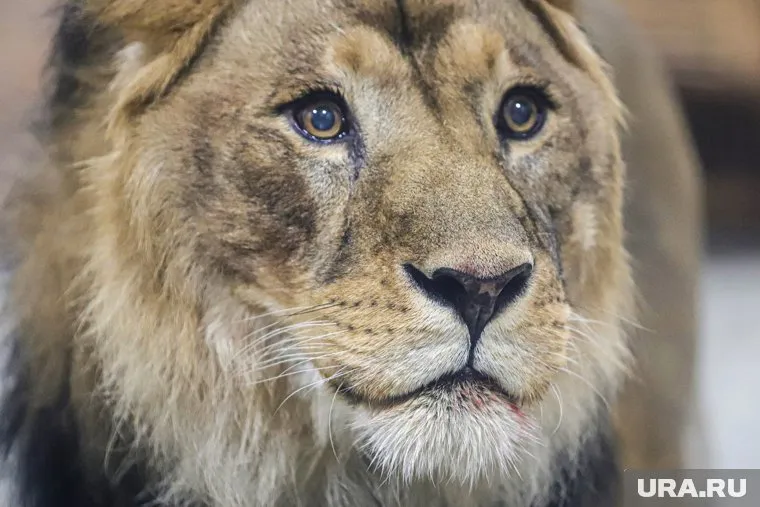 Льва Хариса отправят в зоопарк в другой регион