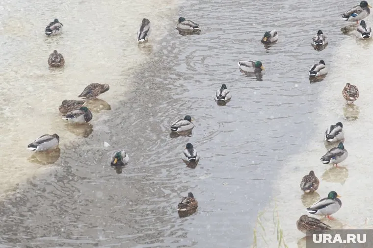Стоит держаться подальше от белого, матового или желтоватого льда