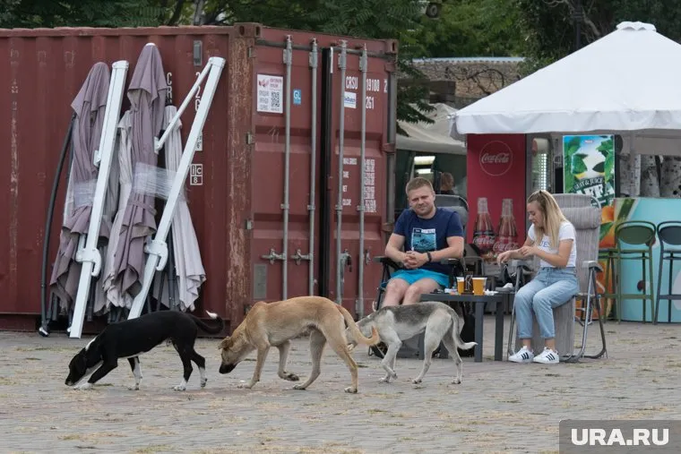 В Надыме бродячие собаки покусали ребенка (фото из архива)