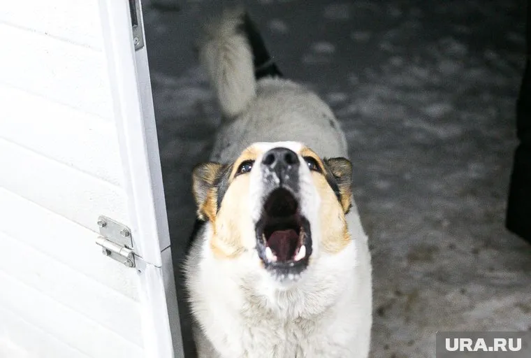 Девочке из Ханты-Мансийска, которую укусила собака, выплатят 50 тысяч рублей 