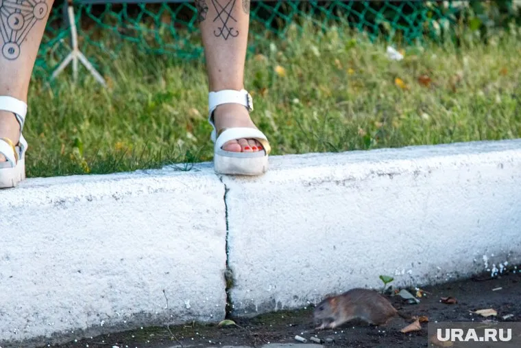 Грызуны и насекомые могут начать активно размножаться и разнести опасные болезни