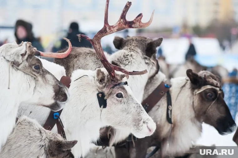 Животные бросились в воду и увлекли за собой хозяина