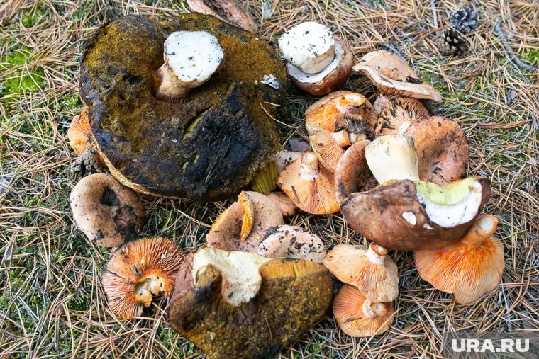 Грибной сезон в Челябинской области еще не закрыт