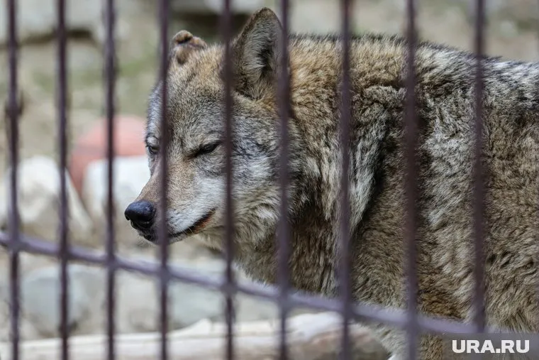 Пожилого волка отправили на пенсию в возрасте 17 лет