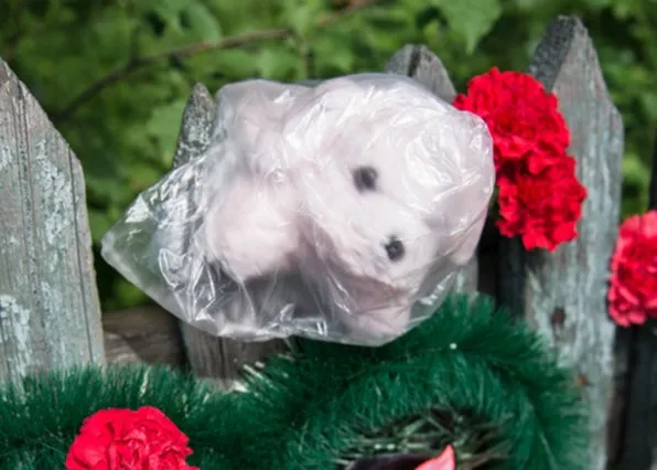 Фотография из галереи