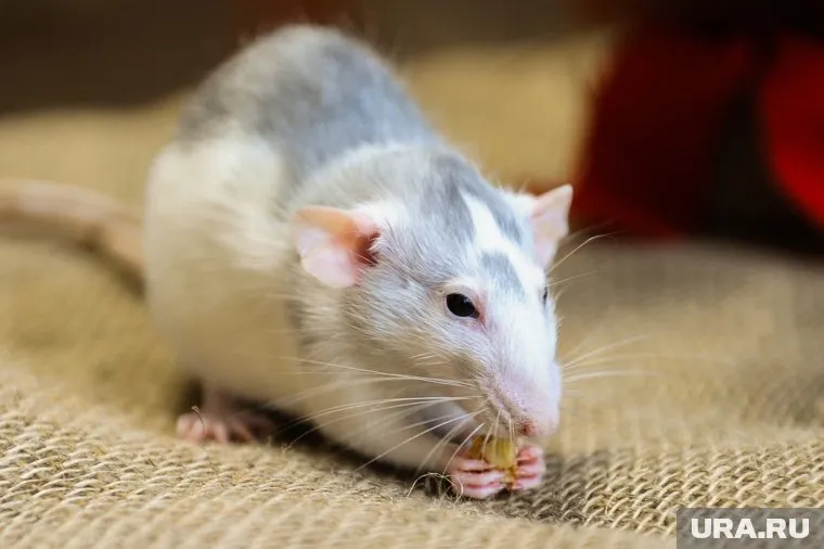 Студенты также сообщают, что помимо грызунов в здании полно тараканов и плесень на стенах