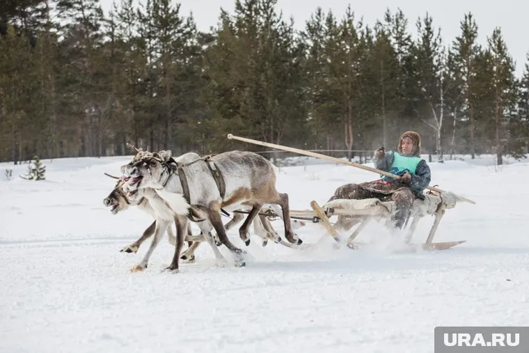 Участники гонок на оленьих упряжках пытались оправдать свои неудачи кознями шаманов