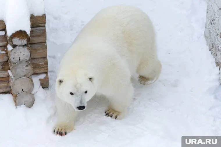 Хищник прогуливался по тропинке возле вагончиков вахтовиков