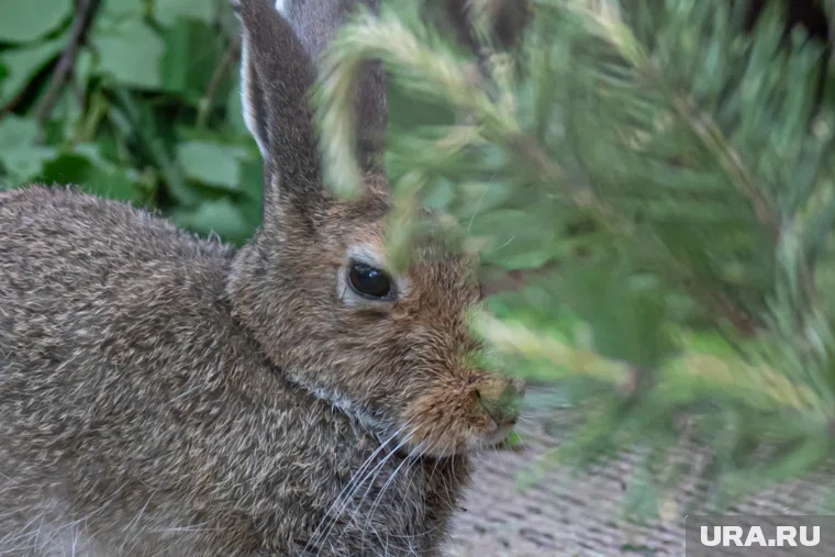 По традиции охотники отправлялись за зайцем 12 октября