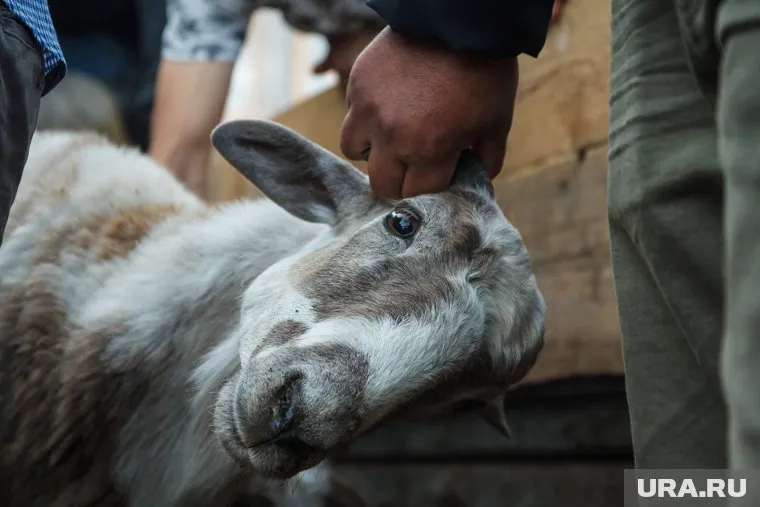 Жертвоприношением на школьном дворе заинтересовались полицейские ХМАО 