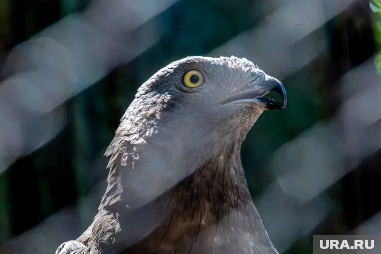 Птица сама пришла к тюменйам за помощью