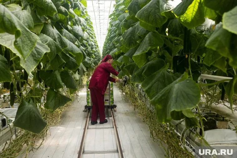 В правительстве рассказали, что теперь получать господдержку смогут не только аграрии, но и научные организации