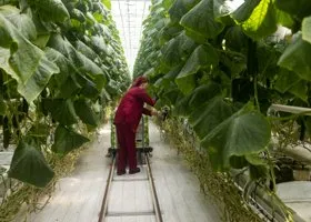 В России меняют подход к развитию сельского хозяйства