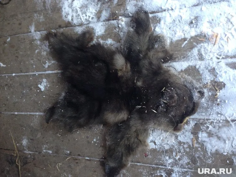С убитого медвежонка браконьеры успели снять шкуру