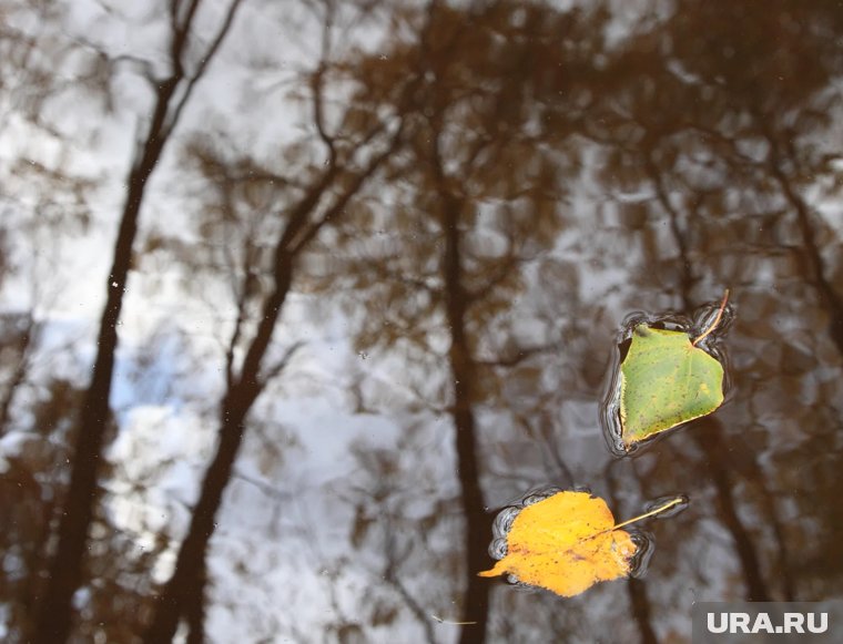 Как подготовить плодовые деревья и кустарники к зимовке: что делать осенью в саду