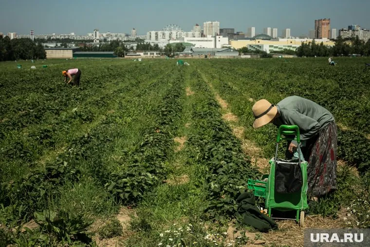 В Дорофеев день принято полоть грядки и наводить порядок в доме