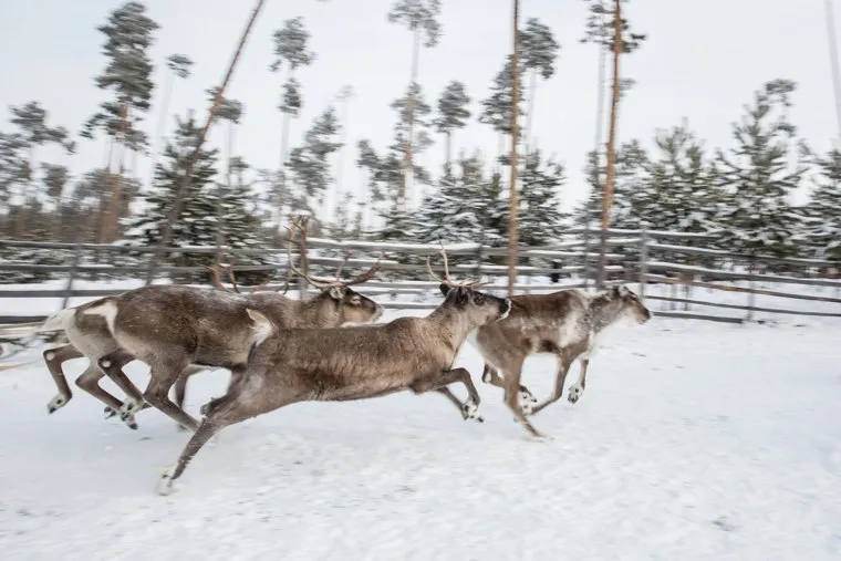 Досрочное голосование аборигенов ХМАО на охотничьем хозяйстве Еловое. Выборы президента РФ 2018. Сургут