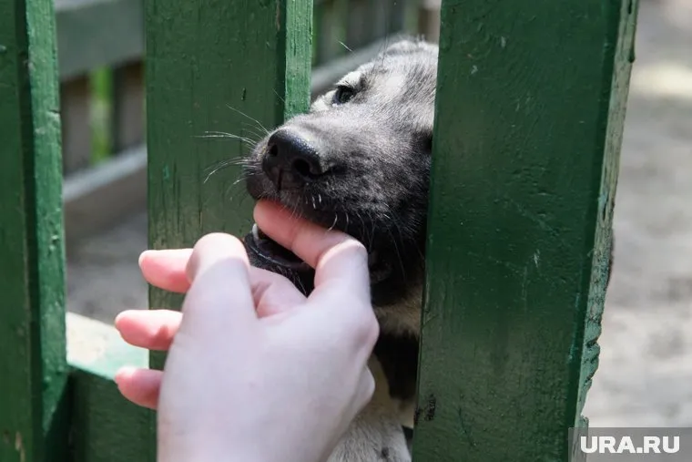 Заключенный смогут работать на зоозащитников (Архивное фото)