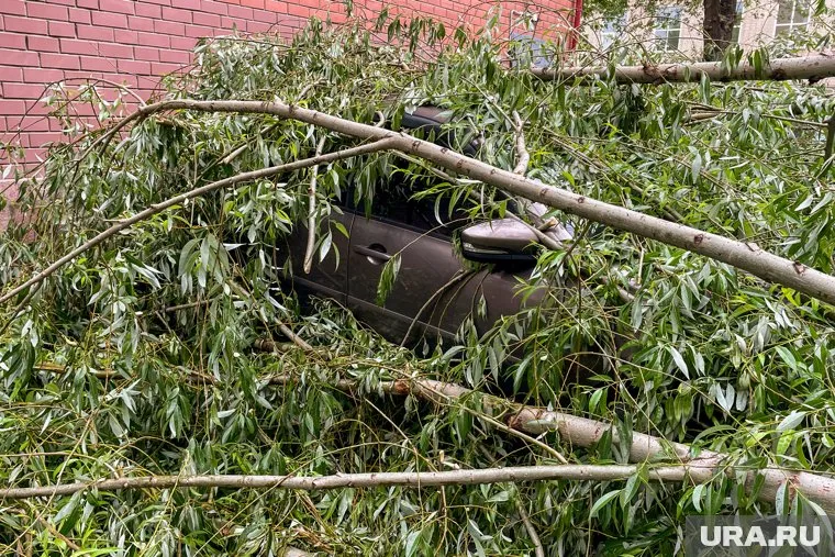 Дерево упало на машину, когда та находилась в движении (архивное фото)