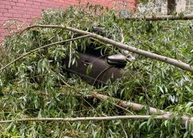 В Новокузнецке дерево раздавило двух человек, ехавших на машине