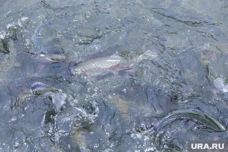 Рыба в районе Нового Порта погибла по естественным причинам (архивное фото)