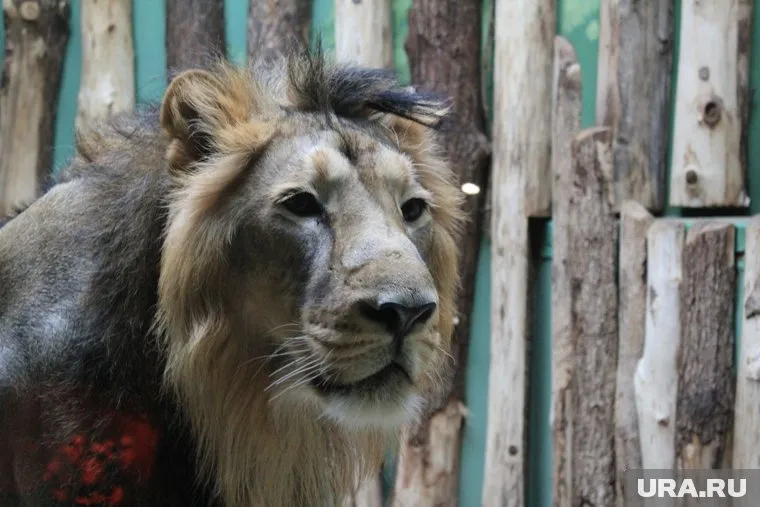Говорят, что владелец приобрел льва в конце лета