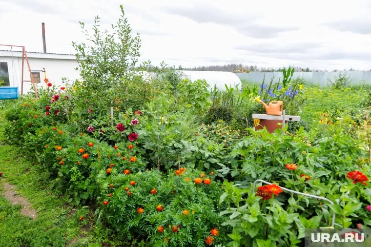 Все овощи разные - одни любят солнце и без него никак, а другие живут и без него