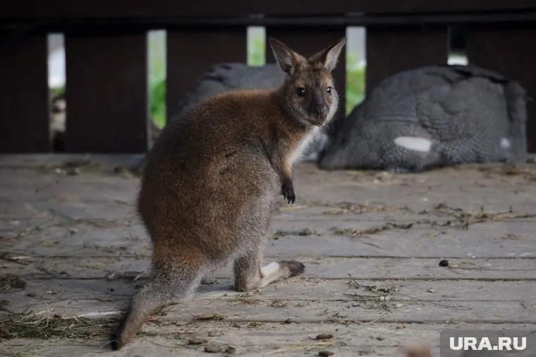 Побег кенгуру Джонни переполошил жителей Ханты-Мансийска
