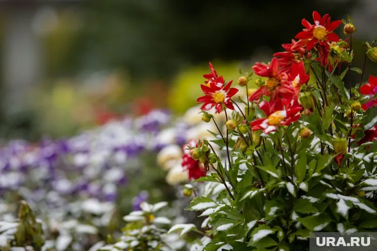 По данным специалистов, цветение растений снижает риск распространения заболеваний