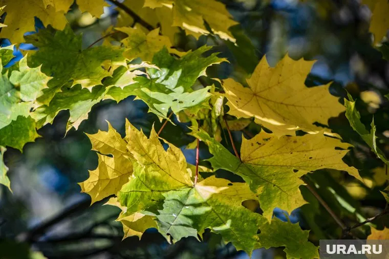 Согласно прогнозу, октябрь ожидается сухим и с равным количеством теплых и холодных дней