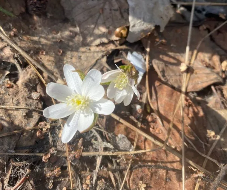 Подснежники зацвели в лесах на две недели раньше срока 
