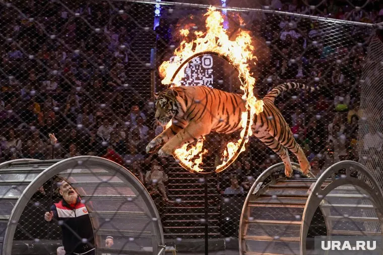 В прошлом году Росгосцирк взыскал с мэрии 85,3 млн рублей