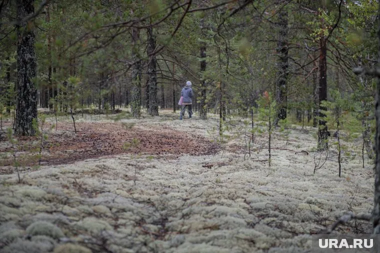 Грибники заблудились 23 августа в лесу Пласта