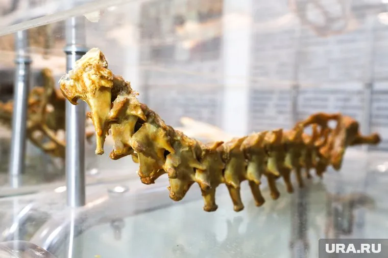 Ирина Очеретина отметила, что позвоночник любит не только нагрузки, но и раскрепощение