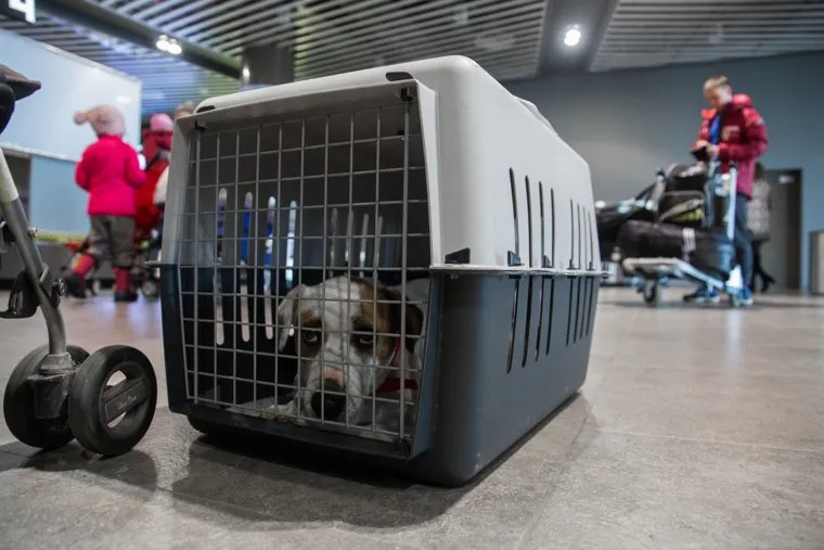 Новый терминал аэропорта Большое Савино. Пермь