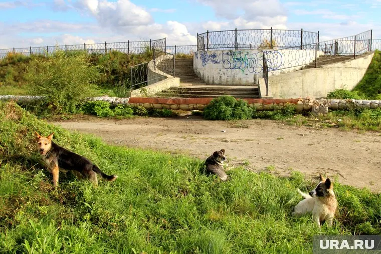 Большинство курганцев готовы помочь с благоустройством запущенной набережной