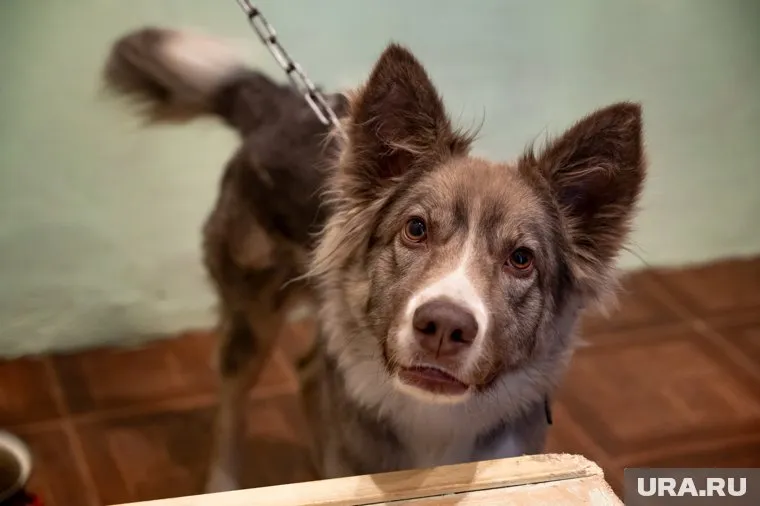 В Госдуме предложили проводить психиатрическую экспертизу для живодеров