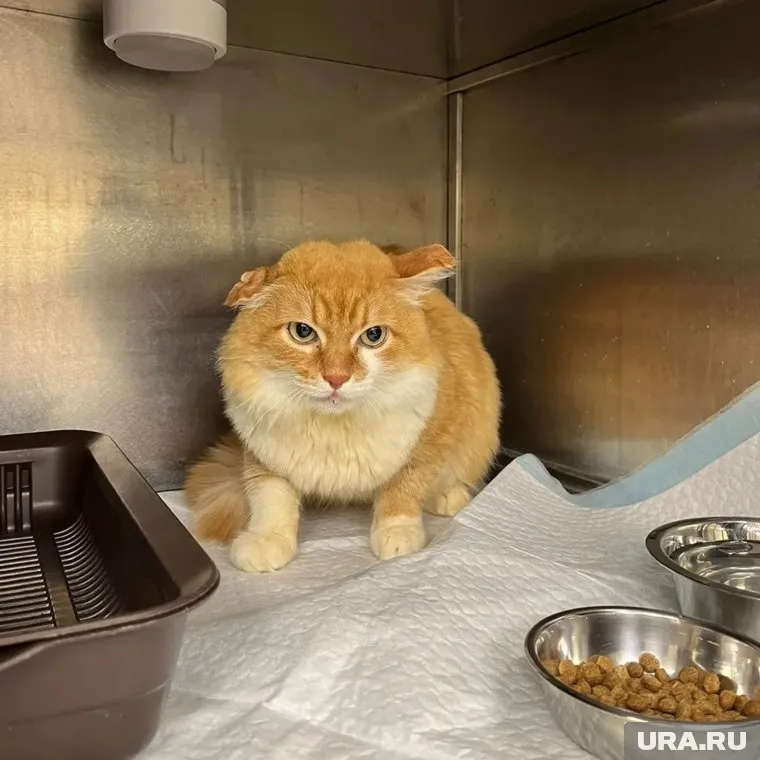 У Сени обнаружили вирус иммунодефицита кошек и вирус лейкемии