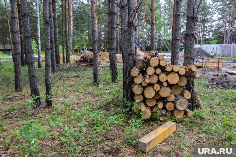 Конфликт вокруг вырубки леса на Веселой горке в Златоусте может вспыхнут вновь