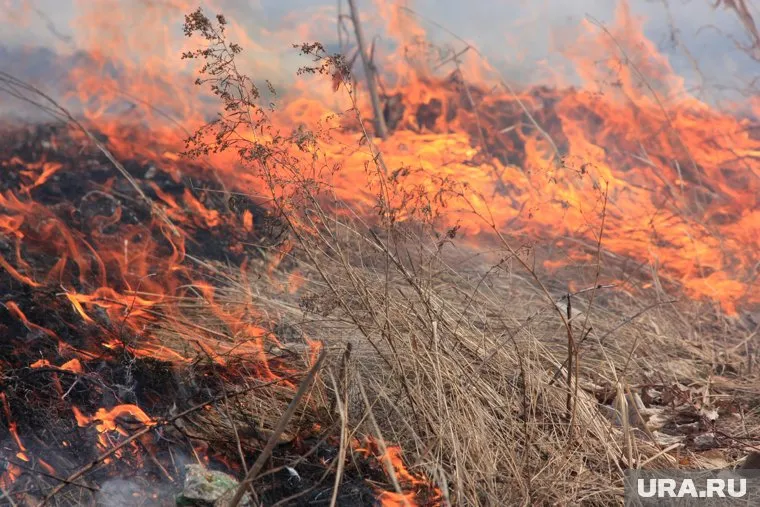 Огонь уничтожает леса и жилые дома