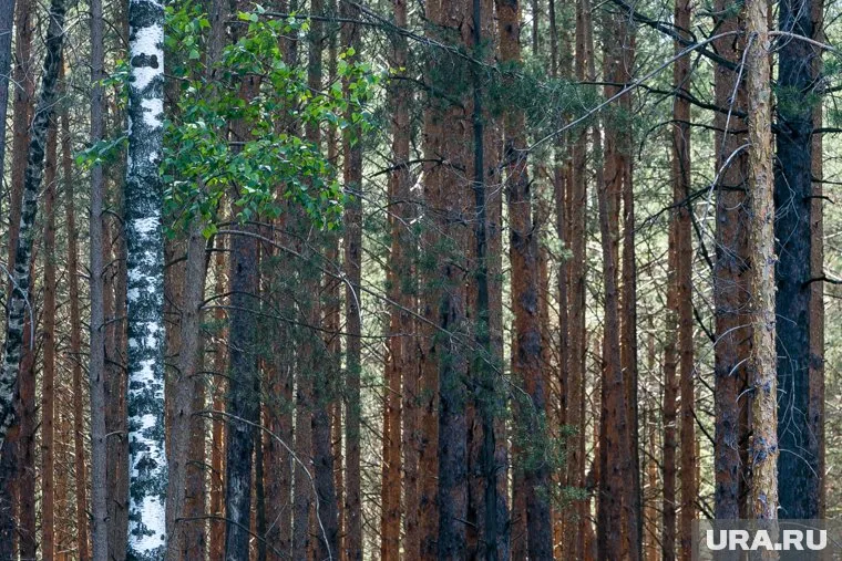 По данным государственного мониторинга, в тюменских лесах обитают 2742 медведя