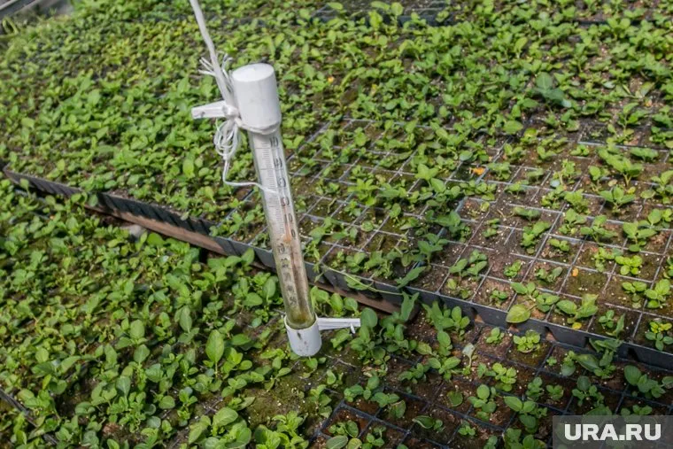 В ХМАО ожидаются резкие перепады температур