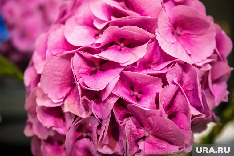 Гортензию можно садить все лето и в сентябре