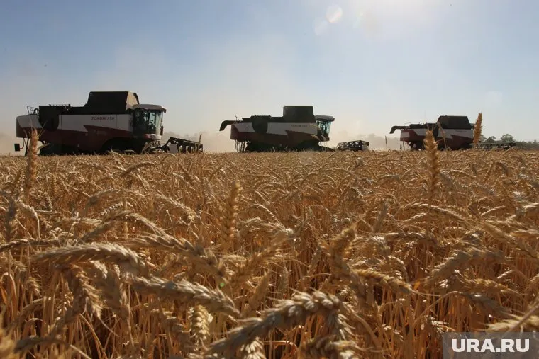 Урожай зерновых в Курганской области в 2023 году превысил 2 млн тонн
