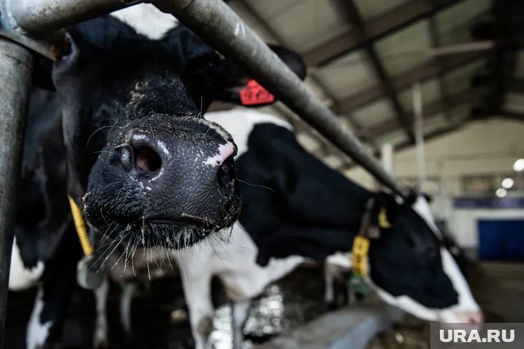 Судя по кадрам видеозаписи, скорее всего останки принадлежат быкам и коровам