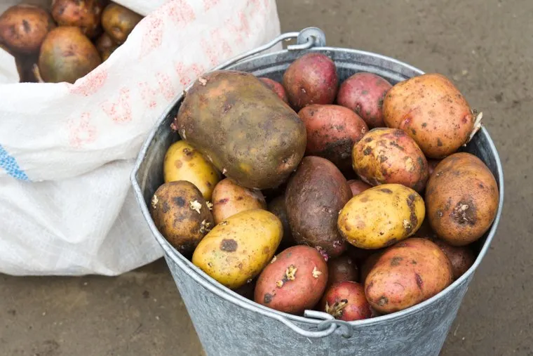 Стихийный рынок. Нижневартовск.