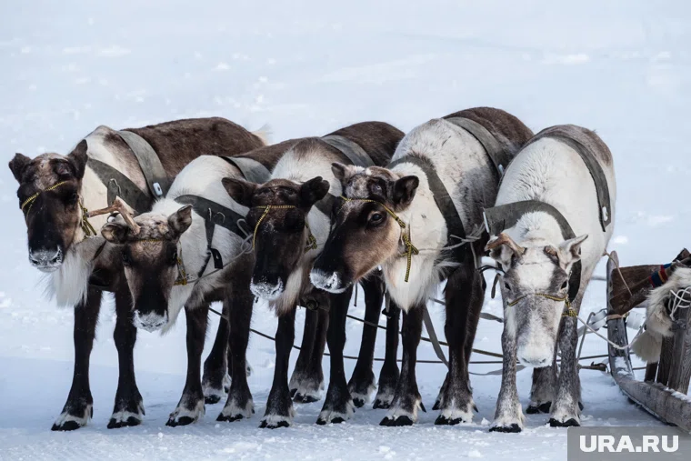 Оленеводы перегоняют пастбища на зимние стойбища