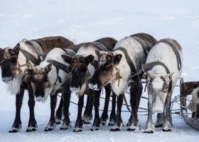 Водителей района ЯНАО предупредили об опасности на трассах