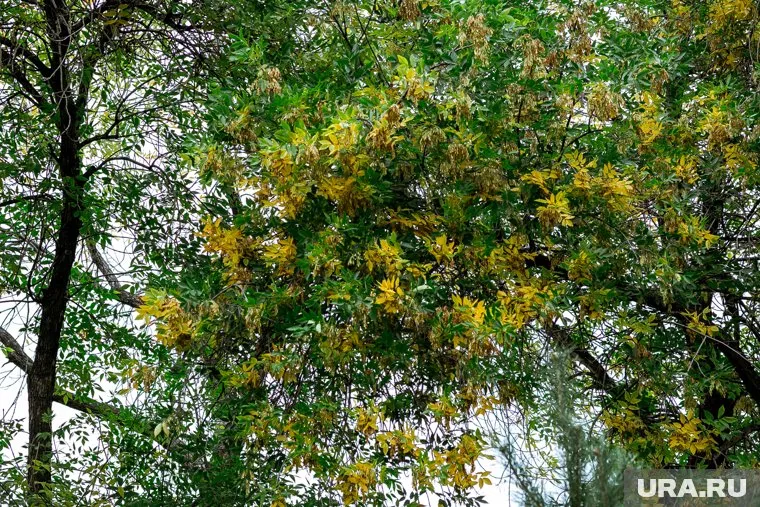 В некоторых регионах РФ в начале сентября будет +30